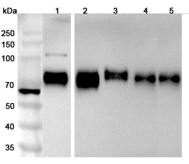 Western blot analysis was performed using anti-PVR  polyclonal antibody at 1μg/ml on various samples.
Lane 1: Hela cell lysate
Lane 2: A549 cell lysate
Lane 3: HUVEC cell lysate
Lane 4: LO2 cell lysate