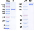 Anti-Human CD155/PVR Reference Antibody (Ntx1088) – Figure 1 of 3