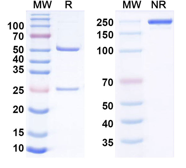 Anti-Human CD155/PVR Reference Antibody (Ntx1088) – Figure 1 of 3