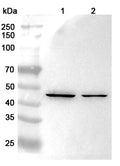 Western blot analysis was performed using anti-BGN  polyclonal antibody at 1μg/ml on various samples.
Lane 1: 293T cell lysate
Lane 2: Hela cell lysate
