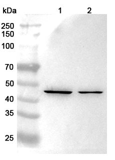 Western blot analysis was performed using anti-BGN  polyclonal antibody at 1μg/ml on various samples.
Lane 1: 293T cell lysate
Lane 2: Hela cell lysate