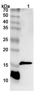 Western blot analysis was performed using anti-CD247 polyclonal antibody at 1ug/mL on various samples.
Lane 1: Jurkat cell lysate