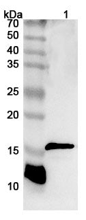 Western blot analysis was performed using anti-CD247 polyclonal antibody at 1ug/mL on various samples.
Lane 1: Jurkat cell lysate