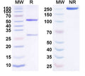 Anti-Human EPHA2 Reference Antibody (DS-8895a) – Figure 1 of 1