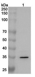 Western blot analysis was performed using anti-NFKBIA polyclonal antibody at 1ug/mL on various samples.
Lane 1: NIH3T3 cell lysate