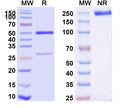 SDS-PAGE for Anti-Human CD49f/ITGA6 Antibody (P2D10)