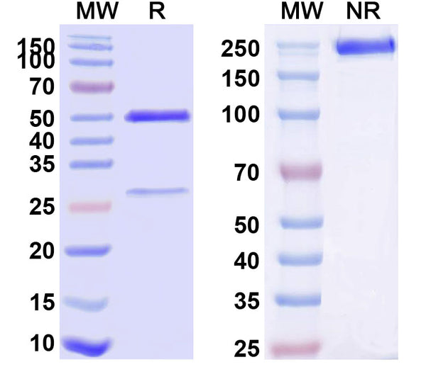 SDS-PAGE for Anti-Human CD49f/ITGA6 Antibody (P2D10)
