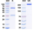 Anti-Human CD185/CXCR5 Reference Antibody (PF-06835375) – Figure 1 of 1
