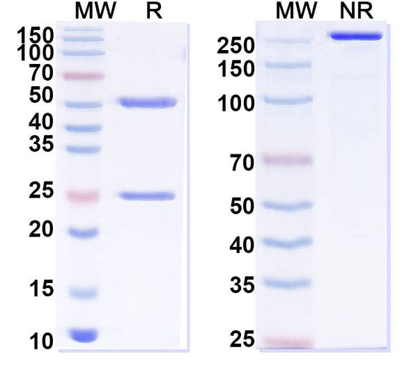SDS-PAGE for Anti-Human FABP4/aP2 Antibody (CA33).