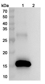 Western blot analysis was performed using anti-DRR1 monoclonal antibody at 1ug/mL on various samples.
Lane 1: recombinant human DRR1  (Catalog No: HB176012)
Lane 2: negative control