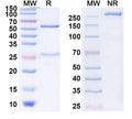 Anti-Human LHR&CD44 Reference Antibody (Bivatuzumab) – Figure 1 of 1