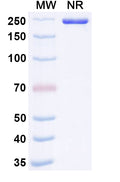 Anti-Human CD44 Reference Antibody (RG7356) – Figure 1 of 1