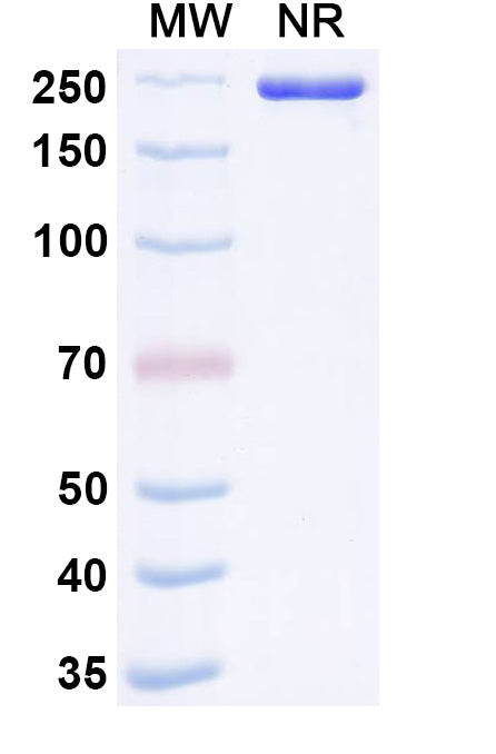 Anti-Human CD44 Reference Antibody (RG7356) – Figure 1 of 1