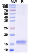 SDS-PAGE for Anti-Human CD33 Nanobody (SAA2052)