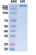 Anti-Human Siglec-3/CD33 Reference Antibody (Gemtuzumab) – Figure 1 of 2
