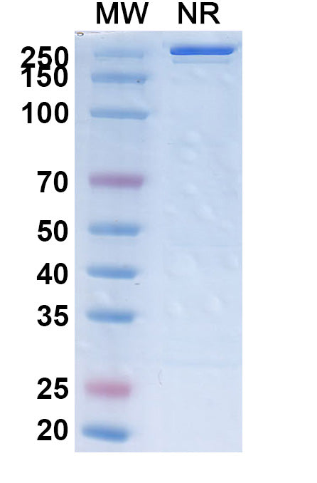 Anti-Human Siglec-3/CD33 Reference Antibody (Gemtuzumab) – Figure 1 of 2