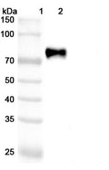 Anti-Human Siglec-3/CD33 Reference Antibody (Vadastuximab) – Figure 1 of 3