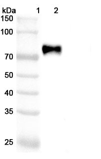 Anti-Human Siglec-3/CD33 Reference Antibody (Vadastuximab) – Figure 1 of 3