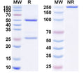 Anti-Human NKG2A/CD159a Reference Antibody (Monalizumab) – Figure 1 of 1