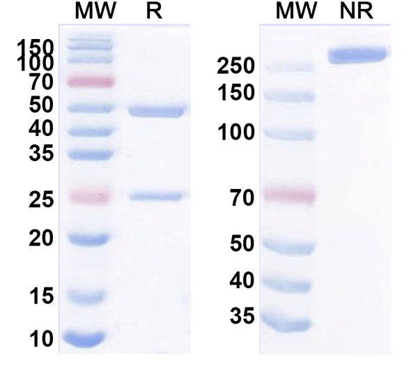 SDS-PAGE for Anti-Human CD159a/KLRC1 Antibody (13F3)