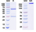 Anti-Human HGF Reference Antibody (Ficlatuzumab) – Figure 1 of 1