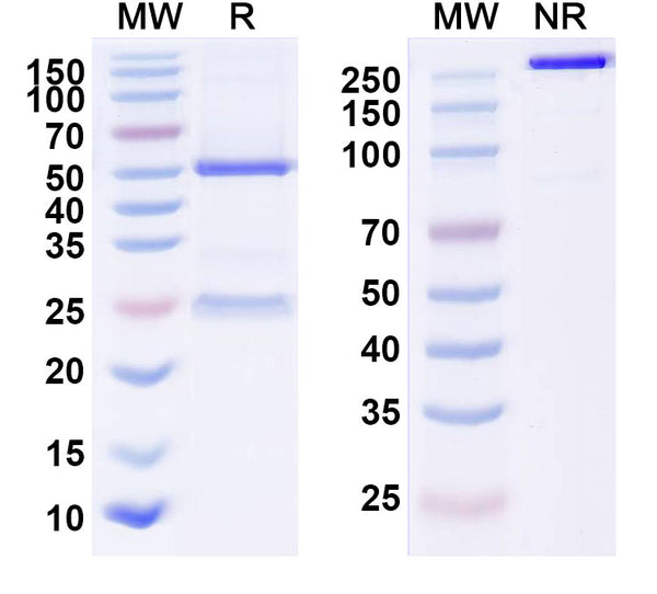 Anti-Human HGF Reference Antibody (Ficlatuzumab) – Figure 1 of 1