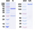 Anti-Human HGF Reference Antibody (Rilotumumab) – Figure 1 of 1