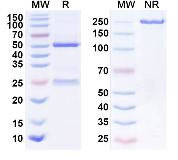 Anti-Human HGF Reference Antibody (Rilotumumab) – Figure 1 of 1