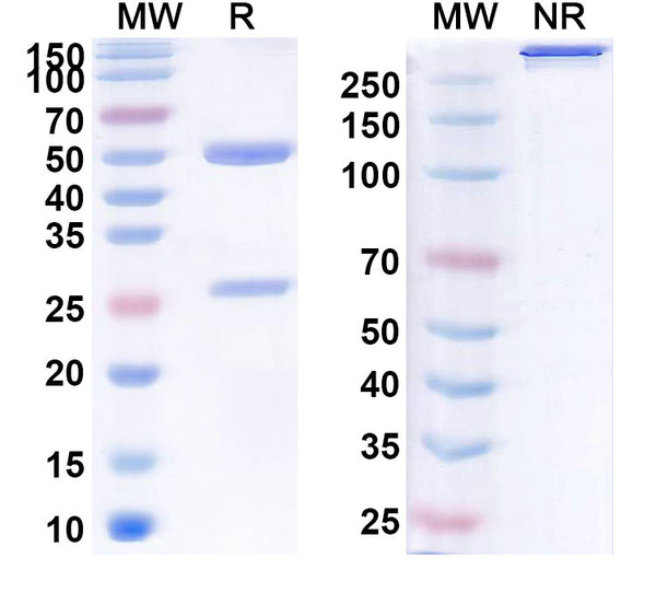 Anti-Human CD40 Ligand/TNFSF5 Reference Antibody (Ruplizumab) – Figure 1 of 1