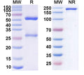 Anti-Human CD40 Ligand/TNFSF5 Reference Antibody (Toralizumab) – Figure 1 of 1