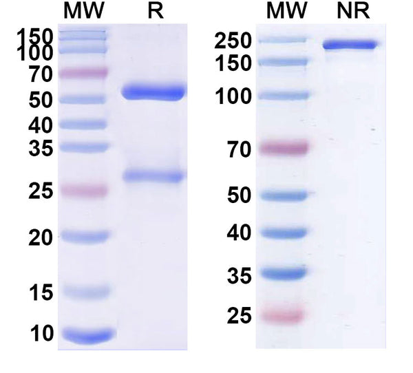 Anti-Human CD40 Ligand/TNFSF5 Reference Antibody (Toralizumab) – Figure 1 of 1