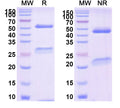 Anti-Human CD40 Ligand/TNFSF5 Reference Antibody (Tegoprubart) – Figure 1 of 1