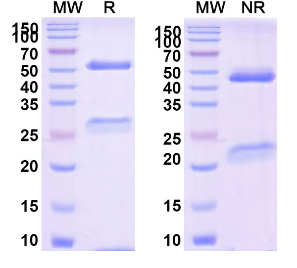 Anti-Human CD40 Ligand/TNFSF5 Reference Antibody (Tegoprubart) – Figure 1 of 1