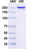 SDS-PAGE for Anti-Human CD154/CD40LG/TNFSF5 Antibody (SAA0549)