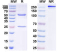 SDS-PAGE for Anti-Human CD154/CD40LG/TNFSF5 Antibody (5C8)