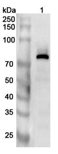 Western blot analysis was performed using anti-TYR polyclonal antibody at 1ug/mL on various samples.
Lane 1: Rat lung lysate