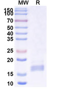 SDS-PAGE for Anti-Human HTR2A Nanobody (SAA1362)
