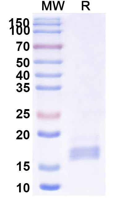 SDS-PAGE for Anti-Human HTR2A Nanobody (SAA1362)