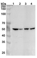 Western blot analysis was performed using anti-HTR2A  polyclonal antibody at 1ug/mL  on various samples.
Lane 1: Mouse brain lysate
Lane 2: Mouse cerebellum lysate
Lane 3: Rat brain lysate
Lane 4: Rat cerebellum lysate