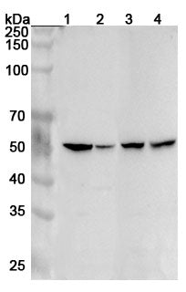 Western blot analysis was performed using anti-HTR2A  polyclonal antibody at 1ug/mL  on various samples.
Lane 1: Mouse brain lysate
Lane 2: Mouse cerebellum lysate
Lane 3: Rat brain lysate
Lane 4: Rat cerebellum lysate
