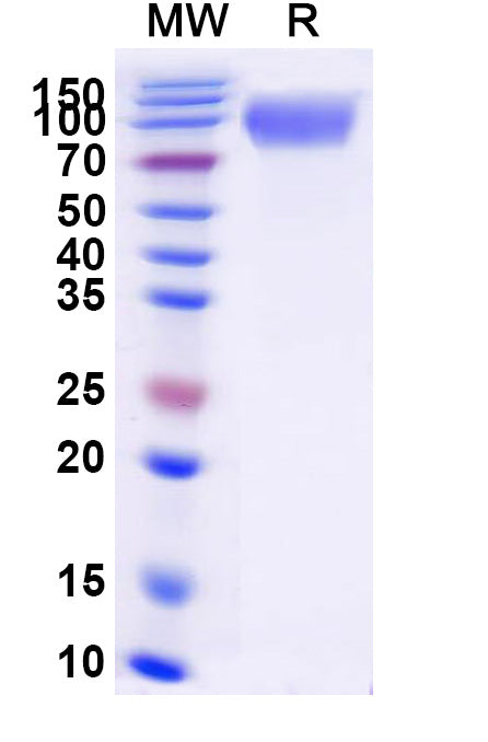Recombinant Human CD66b/CEACAM8 Protein, C-Fc