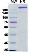 Anti-Human 5'-Nucleotidase/CD73 Reference Antibody (Oleclumab) – Figure 1 of 1
