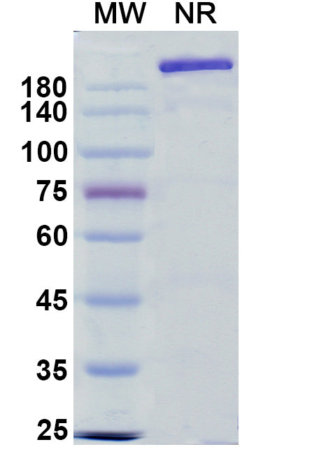 Anti-Human 5'-Nucleotidase/CD73 Reference Antibody (Oleclumab) – Figure 1 of 1