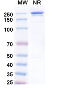 Anti-Human 5'-Nucleotidase/CD73 Reference Antibody (Uprevstobart) – Figure 1 of 3