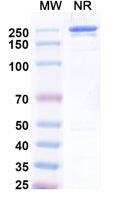 Anti-Human 5'-Nucleotidase/CD73 Reference Antibody (Uprevstobart) – Figure 1 of 3