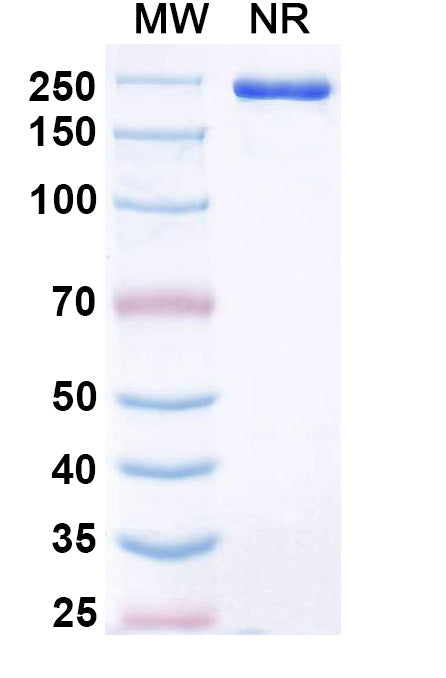 Anti-Human 5'-Nucleotidase/CD73 Reference Antibody (Ansipastobart) – Figure 1 of 3
