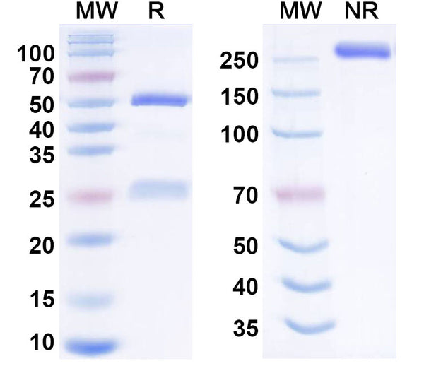 Anti-Human 5'-Nucleotidase/CD73 Reference Antibody (Mavrostobart) – Figure 1 of 1
