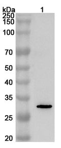 Western blot analysis was performed using anti-AQP1 polyclonal antibody at 1ug/mL on various samples.
Lane 1: Jurkat cell lysate