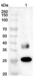 Western blot analysis was performed using anti-AQP1 polyclonal antibody at 1ug/mL  on various samples.
Lane 1: Rat kidney lysate