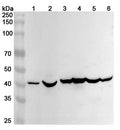 Western blot analysis was performed using anti-ACAT1 polyclonal antibody at 1ug/mL on various samples.
Lane 1: Caco2 cell lysate
Lane 2: Mouse heart lysate
Lane 3: Mouse liver lysate
Lane 4: Rat heart lysate
Lane 5: Rat skeletal muscle lysate
Lane 6: Rat liver lysate